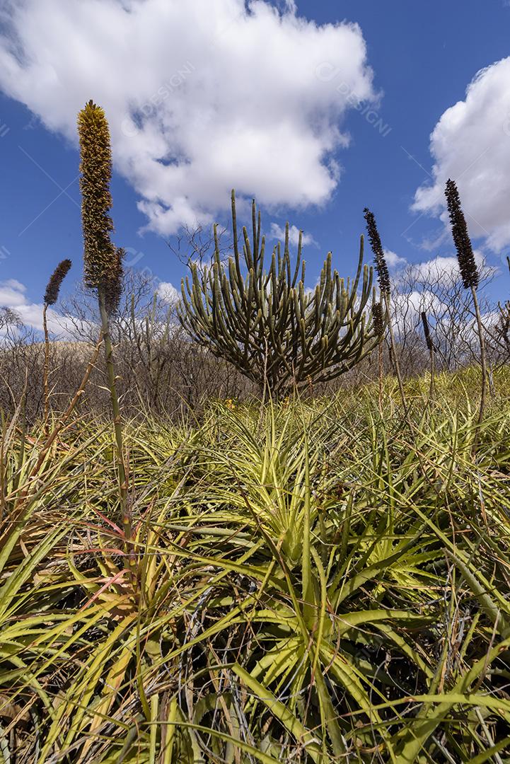 Bioma caatinga brasileiro. Vegetação típica, Macambira (Broméliaceae) e Xique xique (cacto) da região nordeste em Araruna, Paraíba, Brasil.