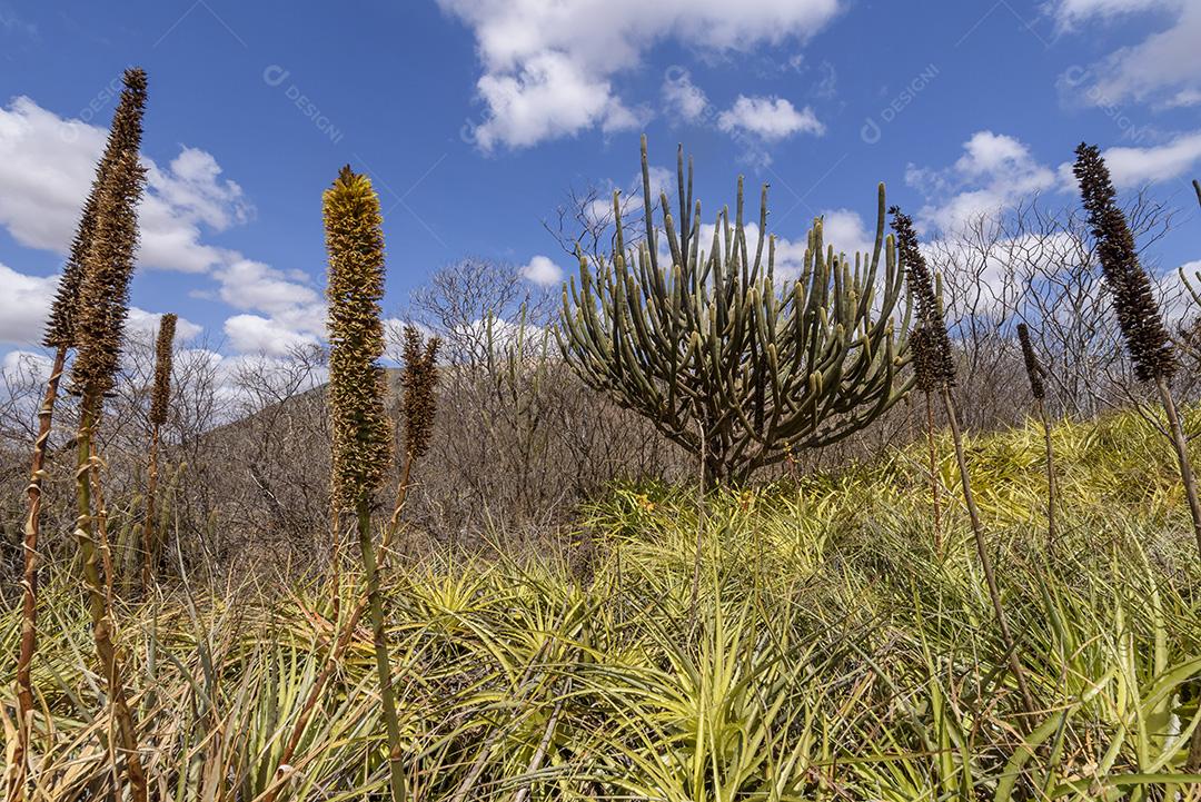 Bioma caatinga brasileiro. Vegetação típica, Macambira (Broméliaceae) e Xique xique (cacto) da região nordeste em Araruna, Paraíba, Brasil.