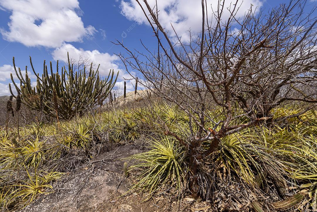 Bioma caatinga brasileiro. Vegetação típica, Macambira (Broméliaceae) e Xique xique (cacto) da região nordeste em Araruna, Paraíba, Brasil.