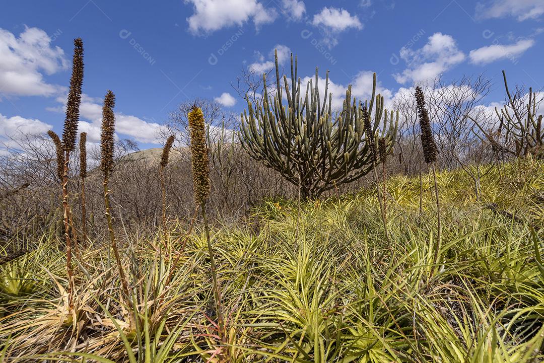 Bioma caatinga brasileiro. Vegetação típica, Macambira (Broméliaceae) e Xique xique (cacto) da região nordeste em Araruna, Paraíba, Brasil.