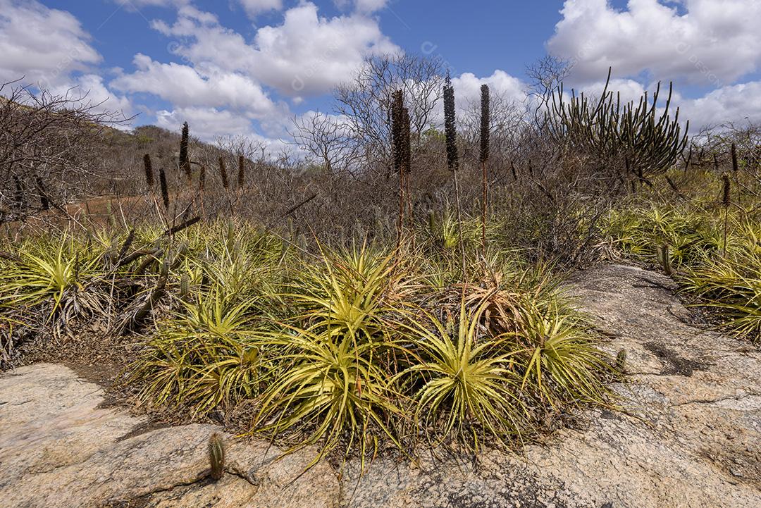 Bioma caatinga brasileiro. Vegetação típica, Macambira (Broméliaceae) e Xique xique (cacto) da região nordeste em Araruna, Paraíba, Brasil.