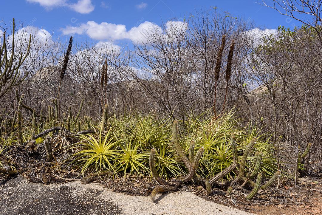 Bioma caatinga brasileiro. Vegetação típica, Macambira (Broméliaceae) e Xique xique (cacto) da região nordeste em Araruna, Paraíba, Brasil.