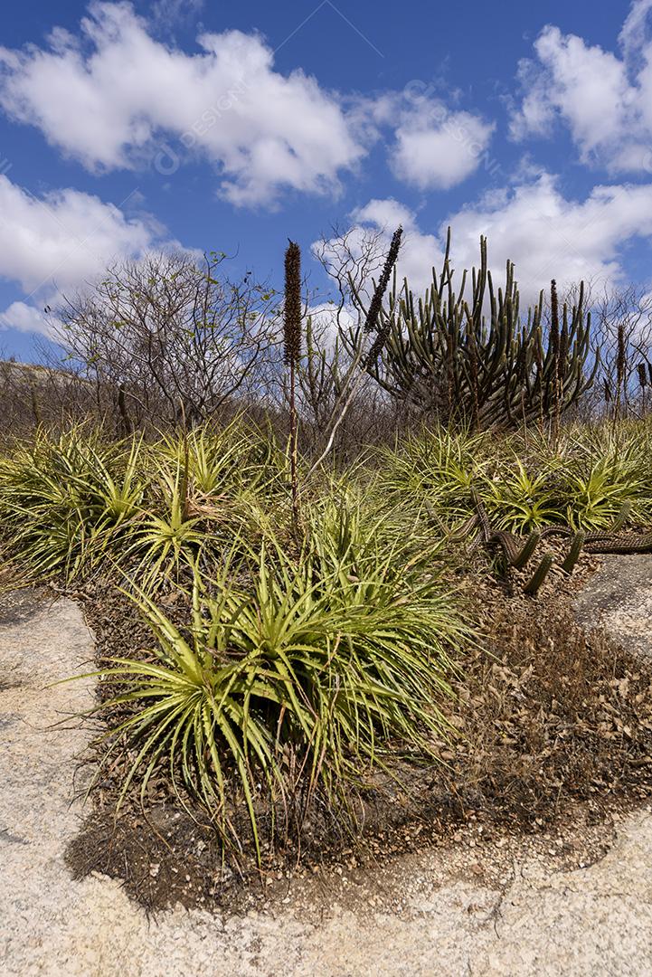 Bioma caatinga brasileiro. Vegetação típica, Macambira (Broméliaceae) e Xique xique (cacto) da região nordeste em Araruna, Paraíba, Brasil.