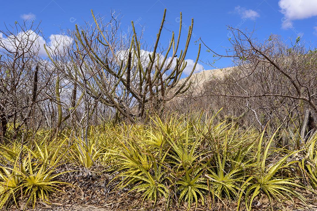 Bioma caatinga brasileiro. Vegetação típica, Macambira (Broméliaceae) e Xique xique (cacto) da região nordeste em Araruna, Paraíba, Brasil.