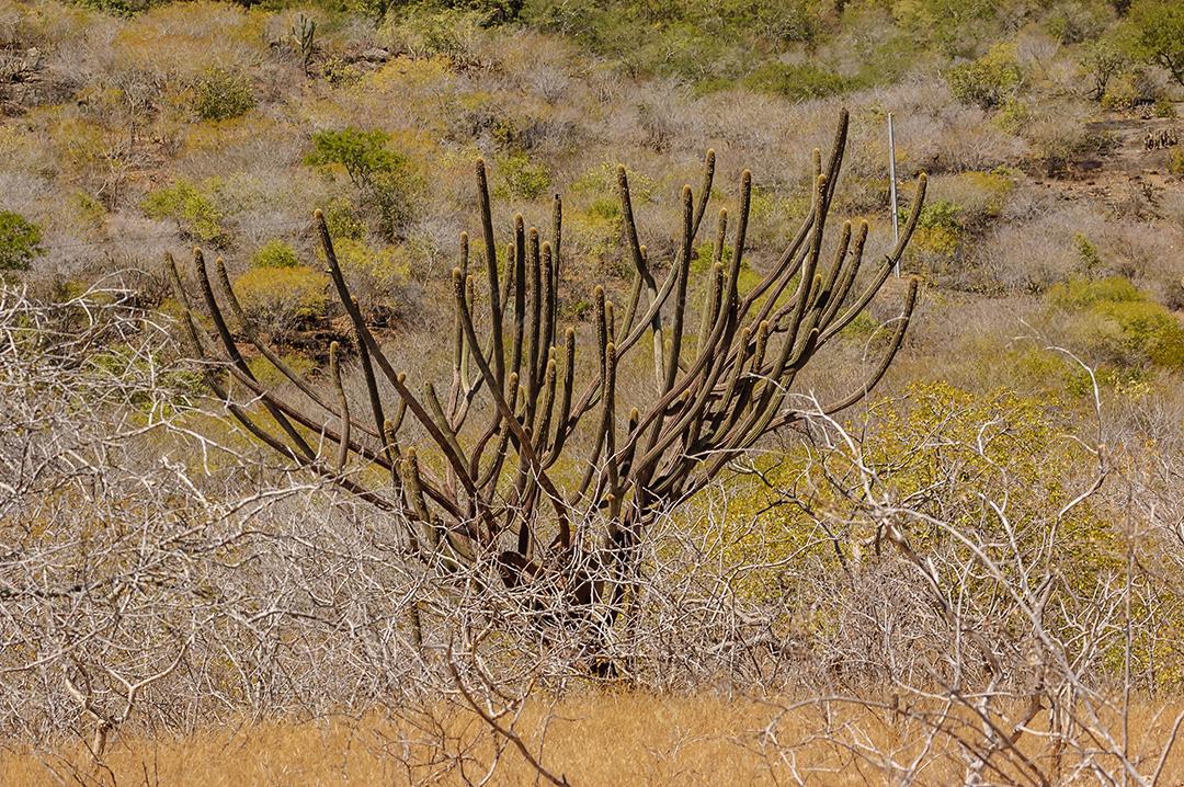 Cacto. Caatinga do bioma brasileiro em Pedra Lavrada, Paraíba, Brasil em 28 de maio de 2008.