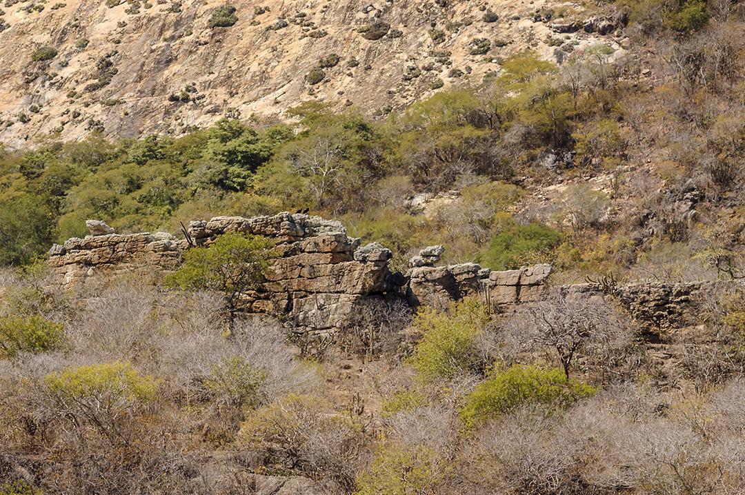 Caatinga do bioma brasileiro em Pedra Lavrada, Paraíba, Brasil em 28 de maio de 2008.