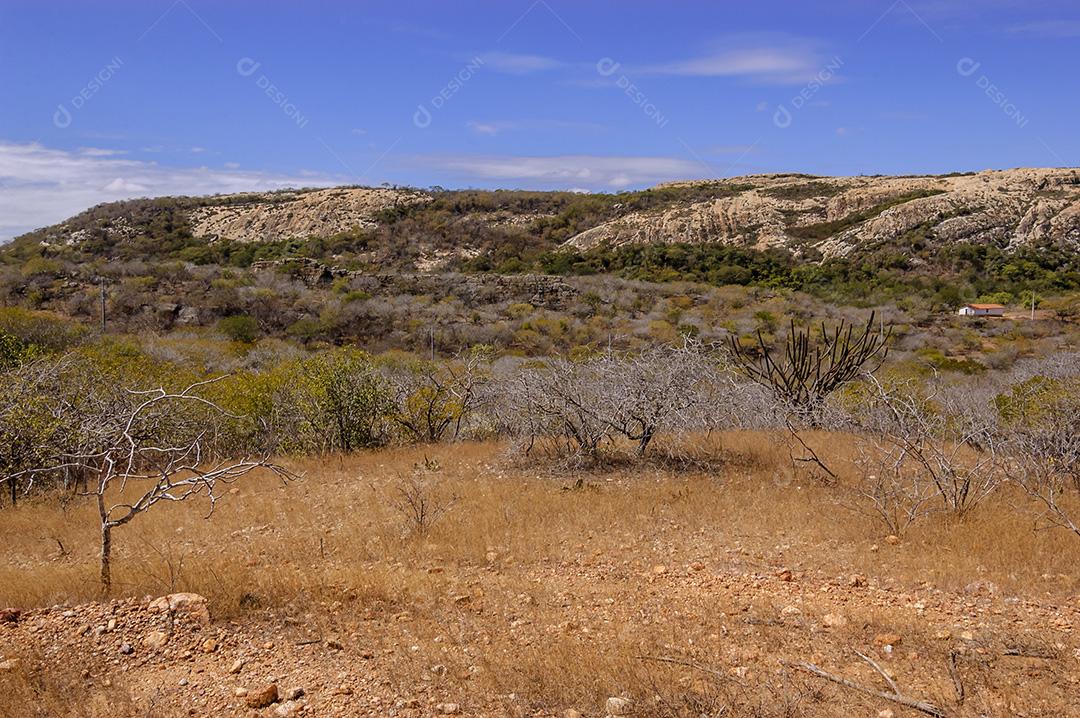 Caatinga do bioma brasileiro em Pedra Lavrada, Paraíba, Brasil em 28 de maio de 2008.