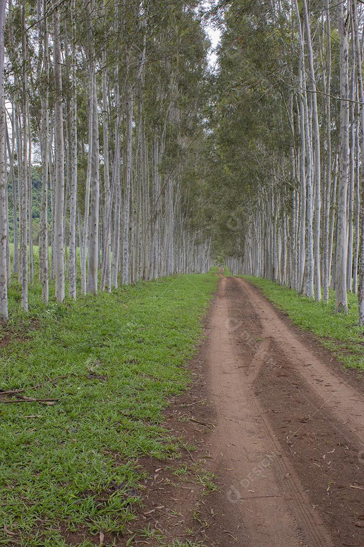 Caminho de terra entre árvores no Brasil.