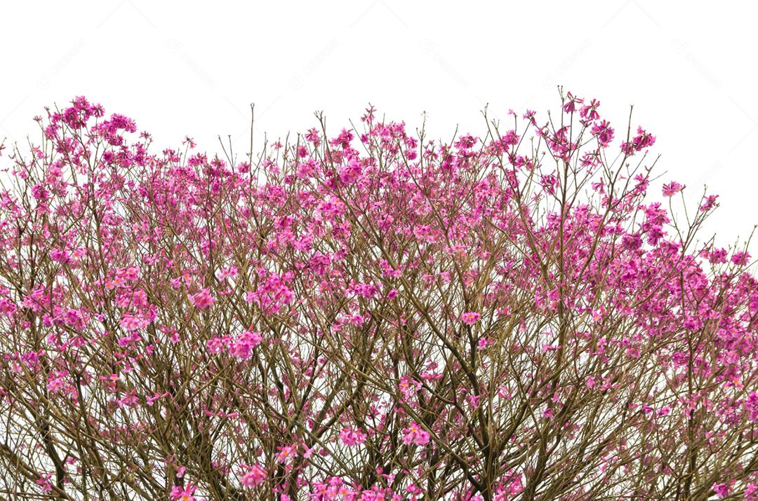 A primavera chegou na cidade, lindas flores de cerejeira.