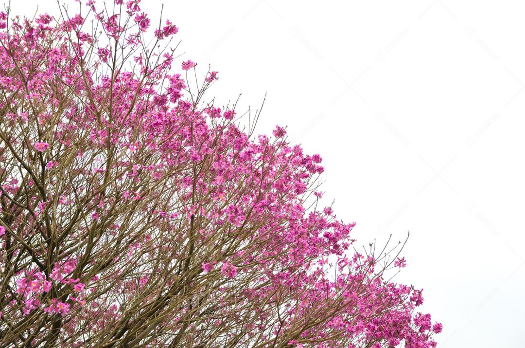 A primavera chegou na cidade, lindas flores de cerejeira.