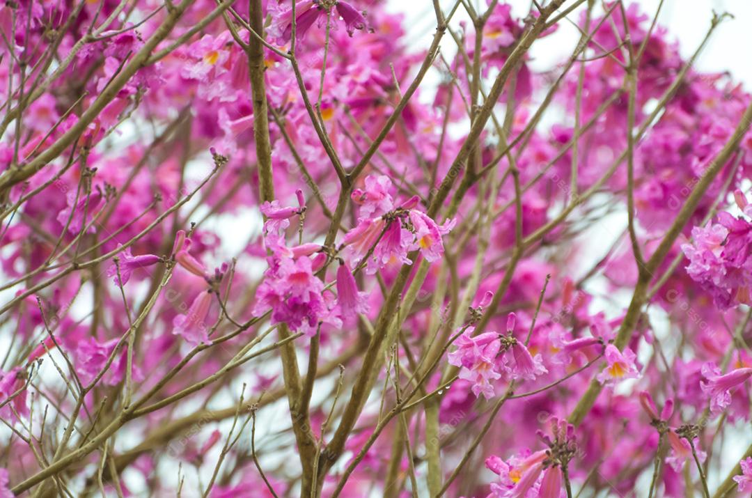 A primavera chegou na cidade, lindas flores de cerejeira.