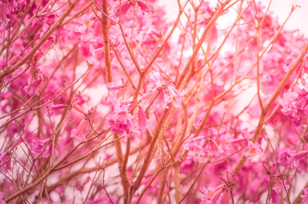 A primavera chegou na cidade, lindas flores de cerejeira.