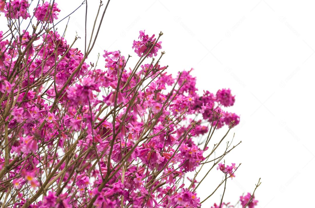 Spring has arrived in the city, beautiful cherry blossoms.