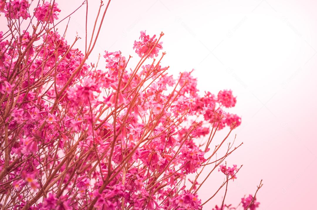 A primavera chegou na cidade, lindas flores de cerejeira.