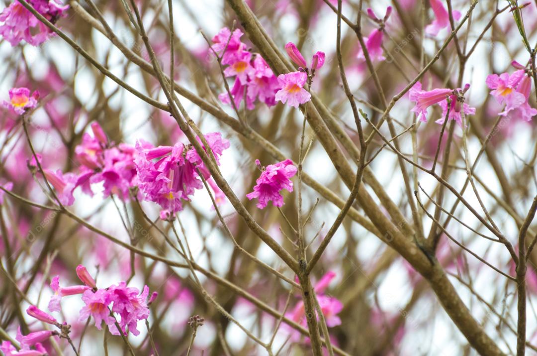 A primavera chegou na cidade, lindas flores de cerejeira.