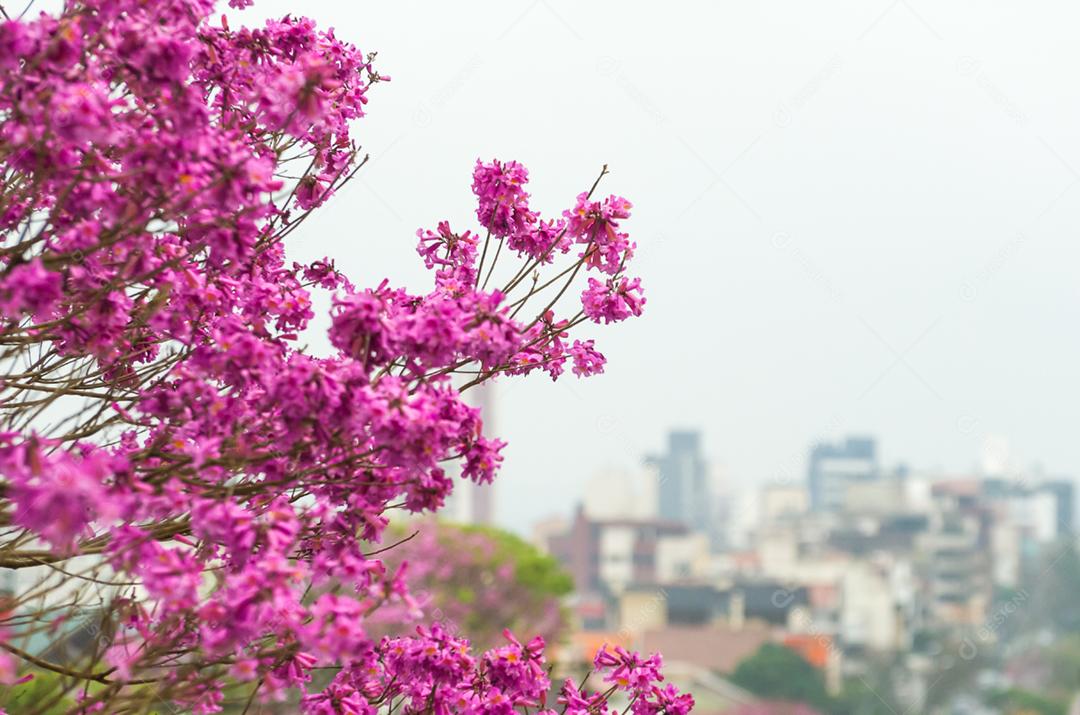 A primavera chegou na cidade, lindas flores de cerejeira.