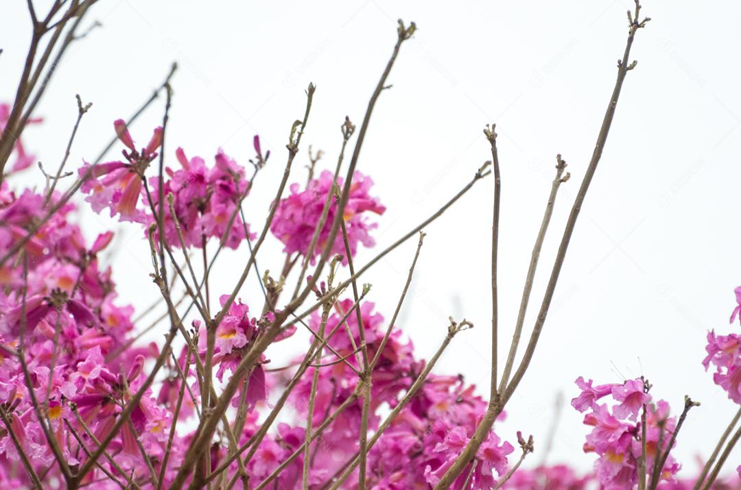 A primavera chegou na cidade, lindas flores de cerejeira.