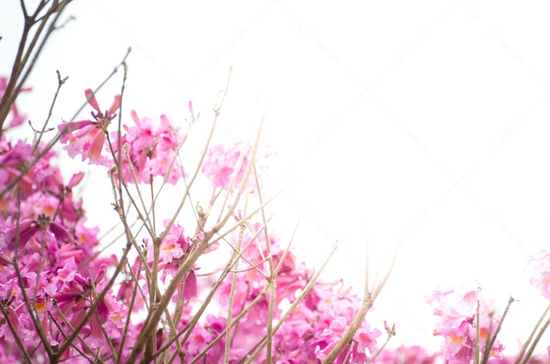A primavera chegou na cidade, lindas flores de cerejeira.