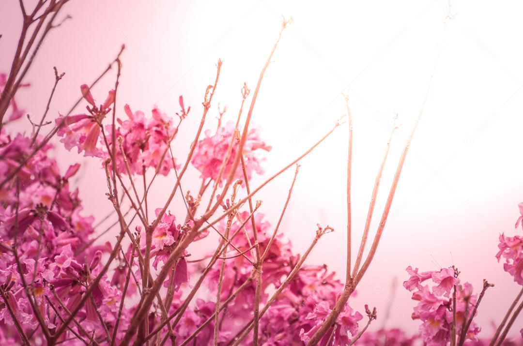 A primavera chegou na cidade, lindas flores de cerejeira.