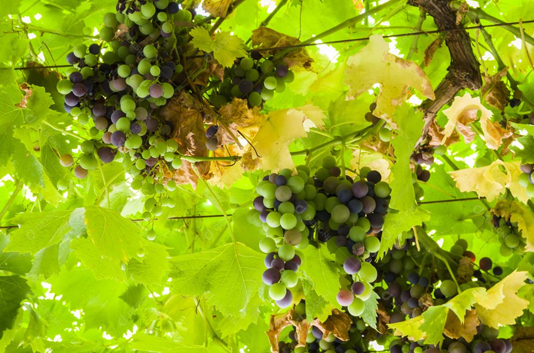 Bela videira de uvas europeias em vinícola uruguaia na região de Canelos. Uvas Moscato.