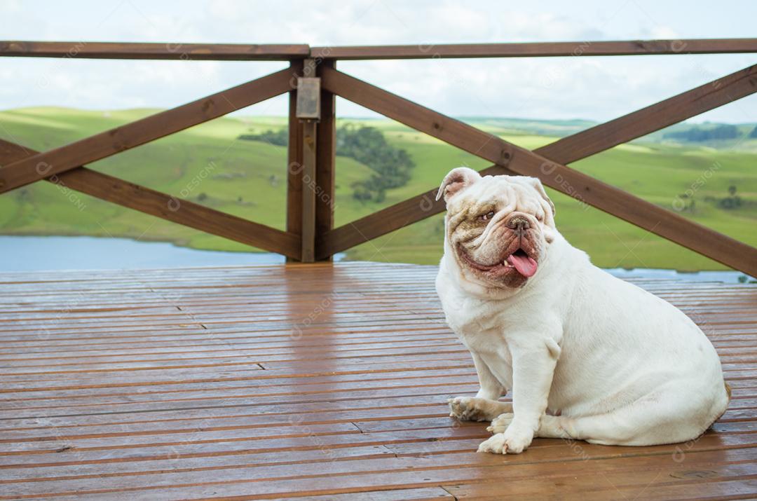 Filhote de Bulldog Inglês sentado na varanda