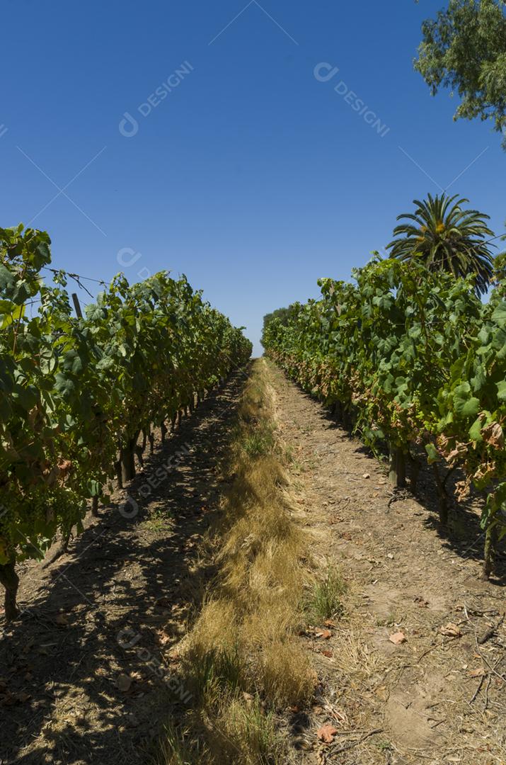 Mulher colhendo segurando cacho de uvas para vinho na vinha