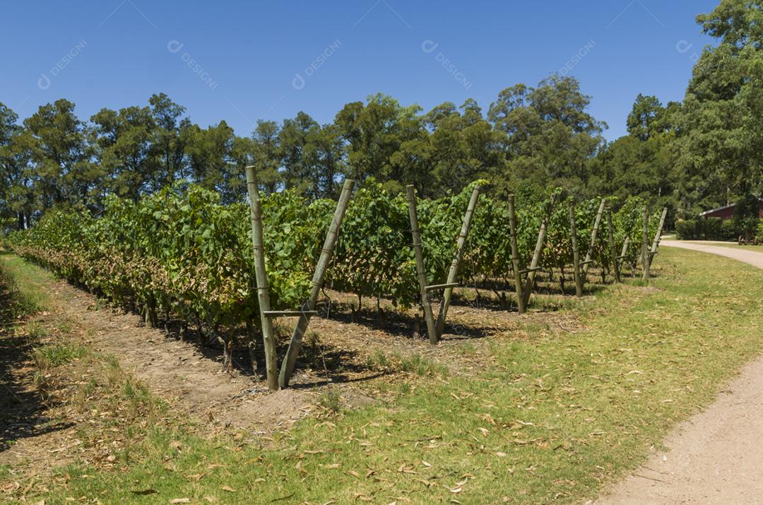 Bela videira de uvas europeias em vinícola uruguaia na região de Canelos. Uvas Moscato.