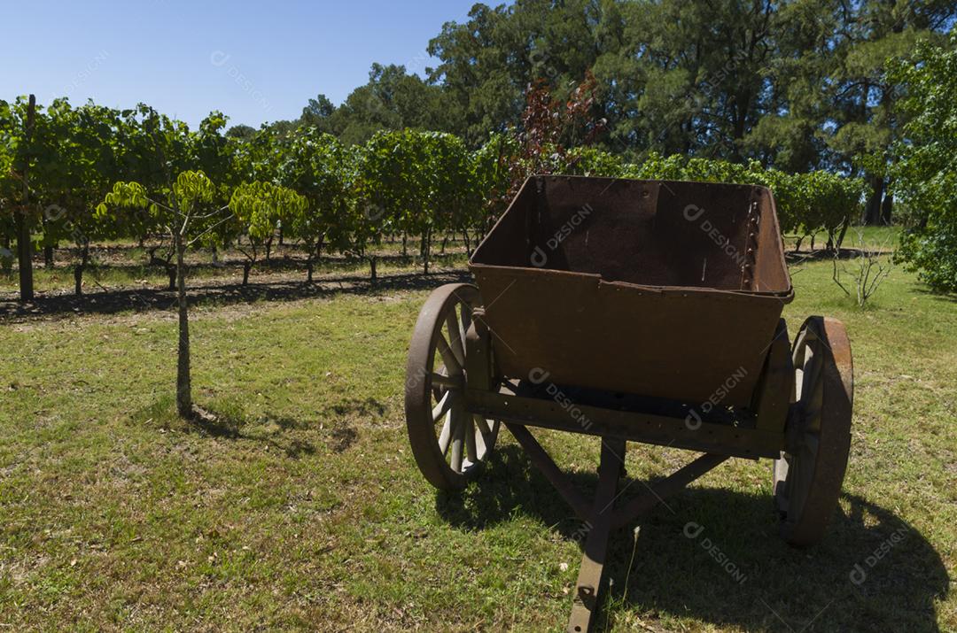 Bela videira de uvas europeias em vinícola uruguaia na região de Canelos. Uvas Moscato.