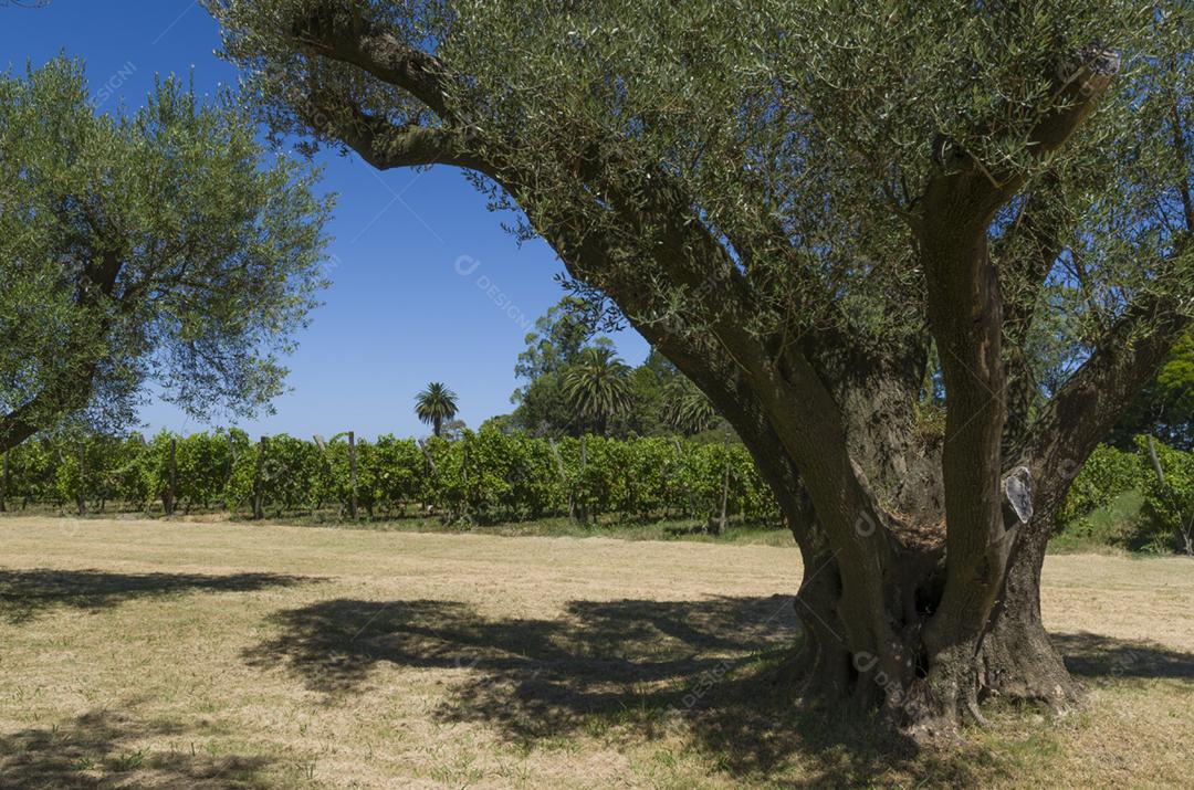 Bela videira de uvas europeias em vinícola uruguaia na região de Canelos. Uvas Moscato.