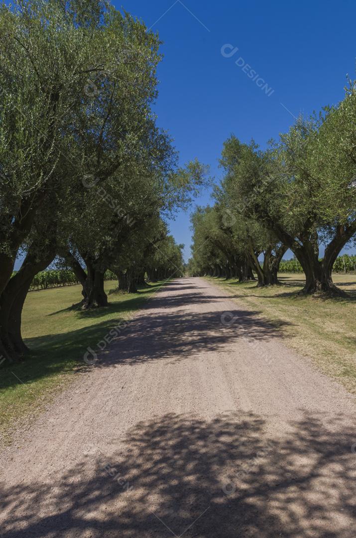 Belo caminho de terra com oliveiras centrais ao seu redor