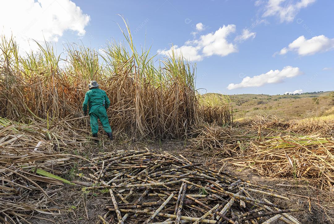 Cana-de-açúcar. Trabalhadores que colhem cana-de-açúcar orgânico à mão em Duas Estradas, Paraíba, Brasil em 15 de dezembro de 2012.