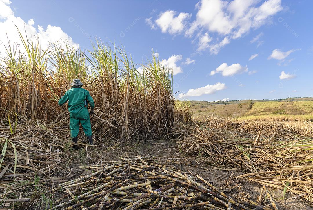 Cana-de-açúcar. Trabalhadores que colhem cana-de-açúcar orgânico à mão em Duas Estradas, Paraíba, Brasil em 15 de dezembro de 2012.