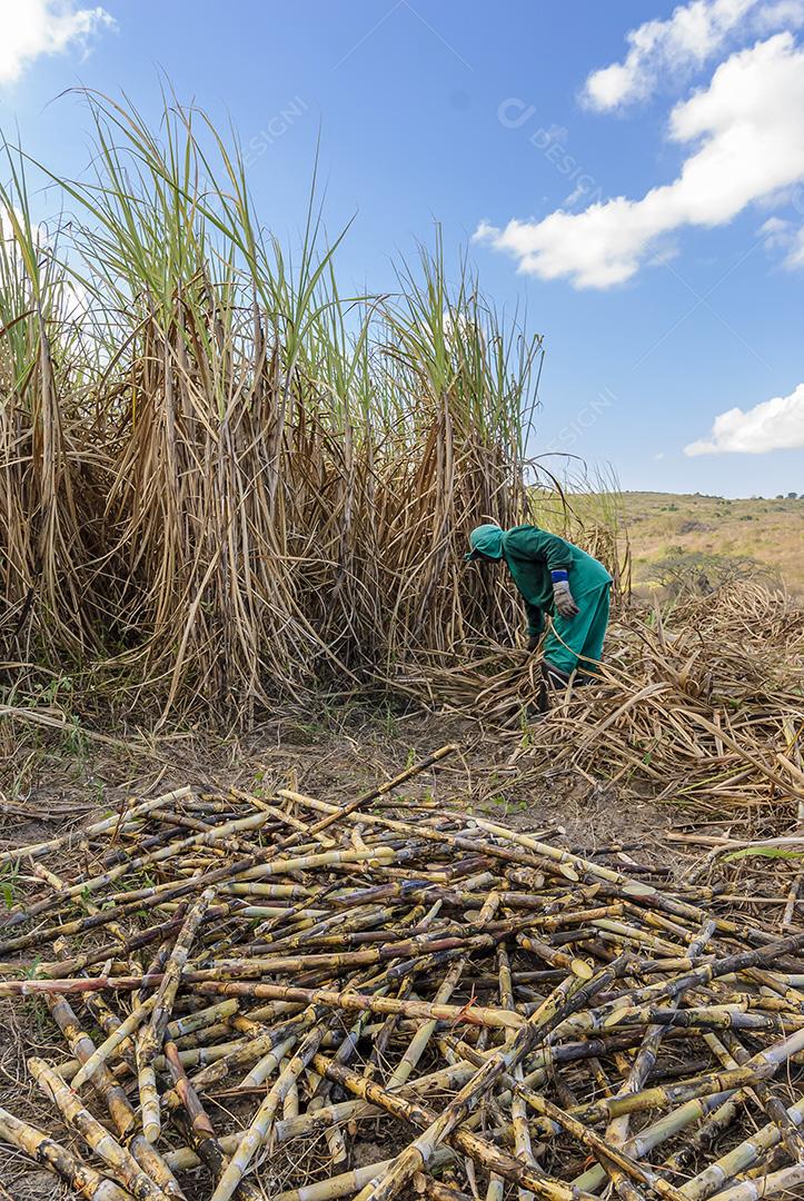 Cana-de-açúcar. Trabalhadores que colhem cana-de-açúcar orgânico à mão em Duas Estradas, Paraíba, Brasil em 15 de dezembro de 2012.