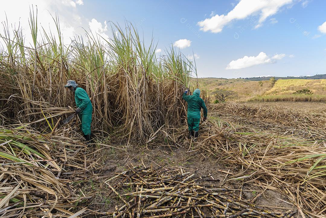 Cana-de-açúcar. Trabalhadores que colhem cana-de-açúcar orgânico à mão em Duas Estradas, Paraíba, Brasil em 15 de dezembro de 2012.