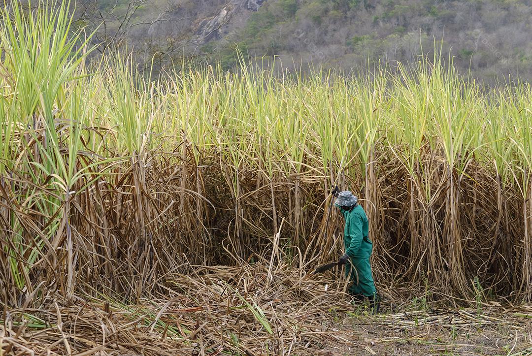 Cana-de-açúcar. Trabalhadores que colhem cana-de-açúcar orgânico à mão em Duas Estradas, Paraíba, Brasil em 15 de dezembro de 2012.