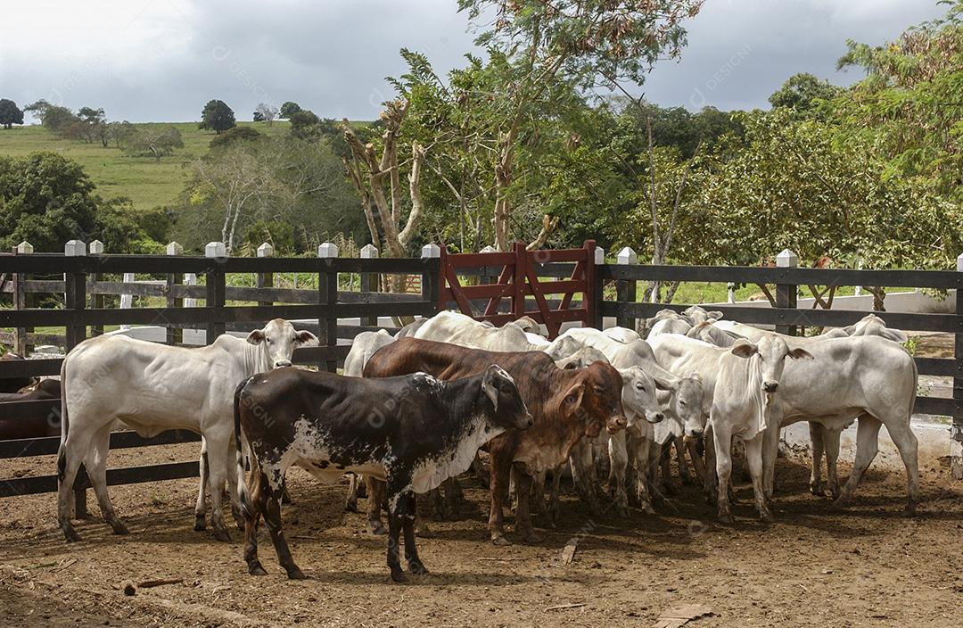Gado. Bois no curral em Bananeiras, Paraíba, Brasil.