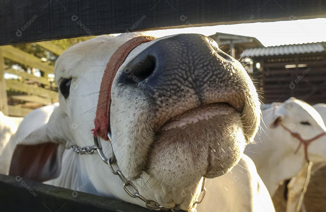 Gado. Touro Nelore olhando para a câmera de perto