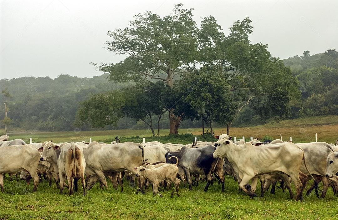 Gado. Touro Nelore olhando para a câmera de perto