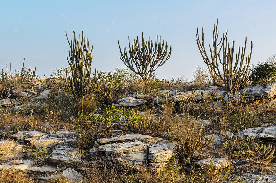 Cactos, rochas e vegetação típica do Bioma Caatinga Brasileiro em Junco do Serido, Paraíba, Brasil.