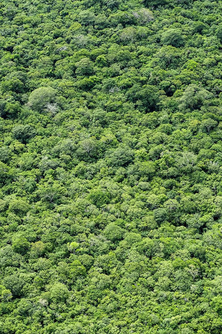 Floresta tropical brasileira. Vista aérea formando uma textura com as árvores da Mata Atlântica, João Pessoa, Paraíba, Brasil.