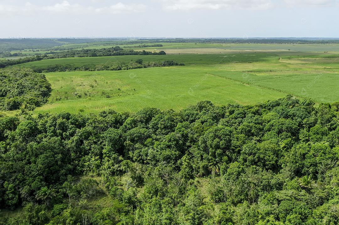 Agricultura e meio ambiente. Cultivo de cana-de-açúcar avança sobre remanescentes de Mata Atlântica próximos a João Pessoa, Paraíba, Brasil, 2 de julho de 2008. Vista aérea.