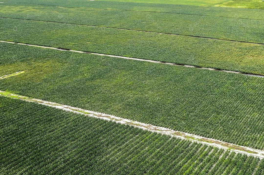 Plantação de abacaxi em Bayeux, Paraíba, Brasil em 2 de julho de 2008. Agricultura brasileira. Vista aérea.