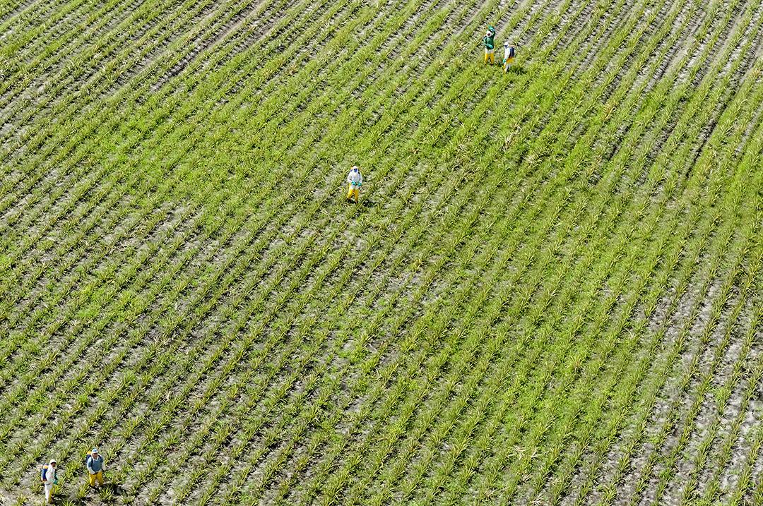 Plantação de abacaxi em Bayeux, Paraíba, Brasil em 2 de julho de 2008. Agricultura brasileira. Vista aérea.