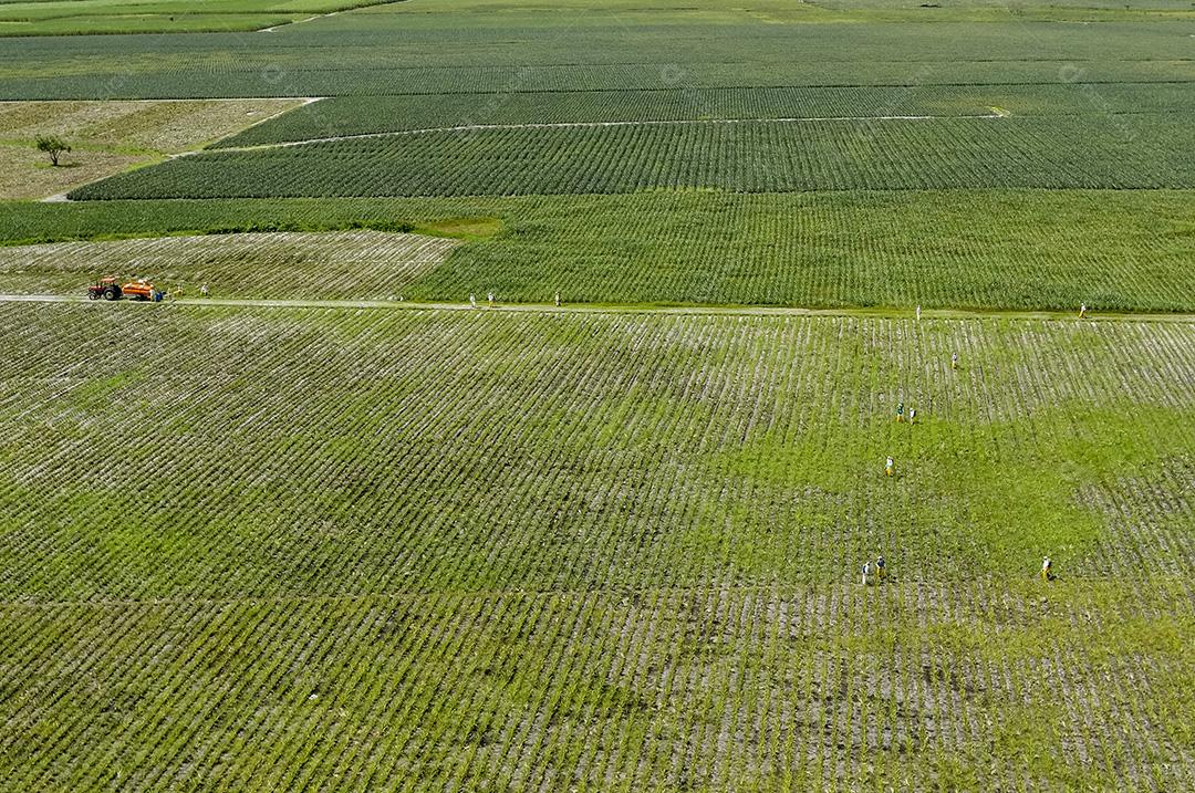 Plantação de abacaxi em Bayeux, Paraíba, Brasil em 2 de julho de 2008. Agricultura brasileira. Vista aérea.