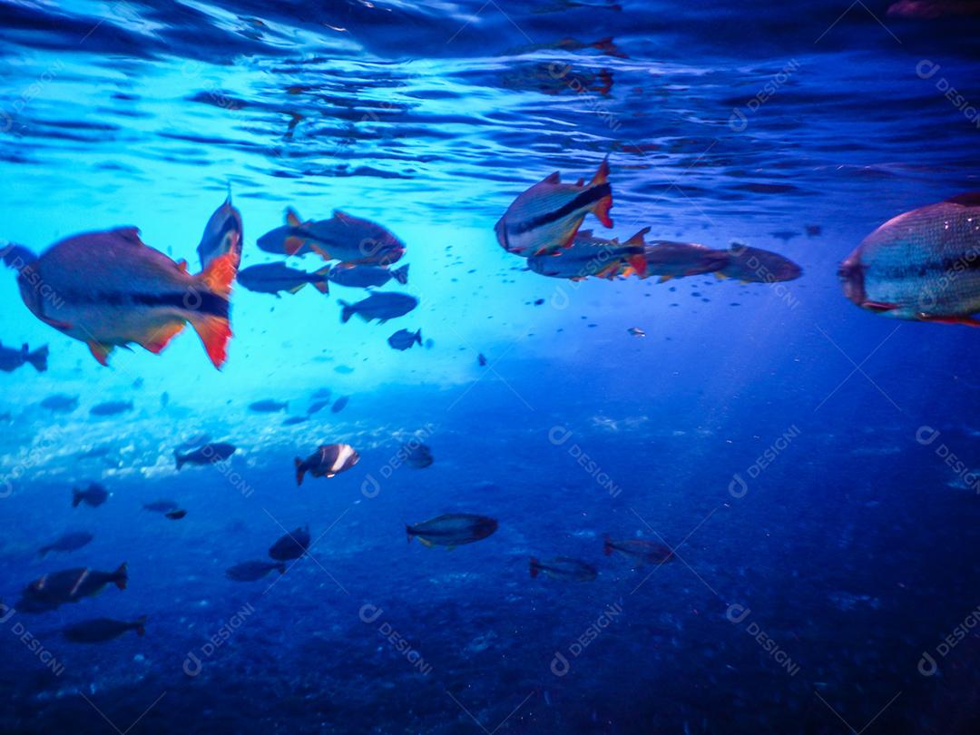 Lindos peixes em águas turquesas no rio da cidade de Bonito no Brasil