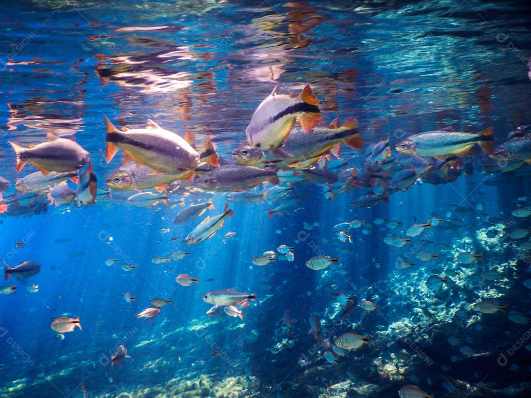 Lindos peixes em águas turquesas no rio da cidade de Bonito no Brasil