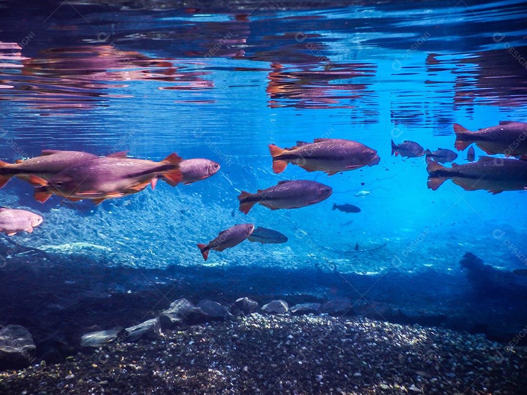 Lagoa misteriosa, bela lagoa de águas transparentes de tur