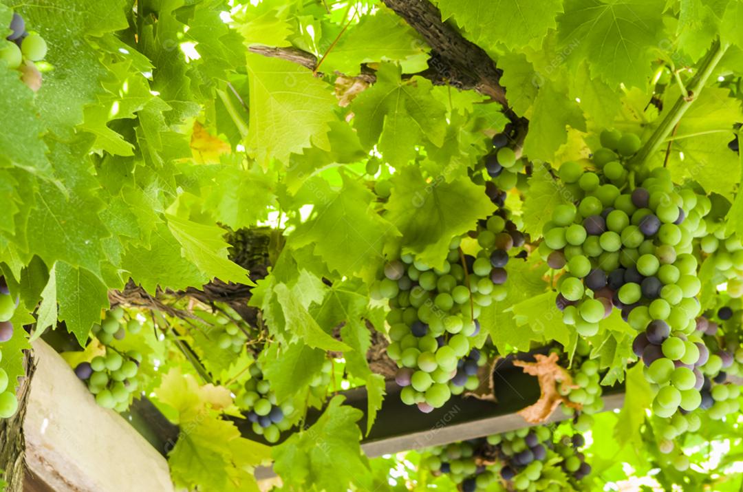 Bela videira de uvas europeias em vinícola uruguaia na região de Canelos. Uvas Moscato.