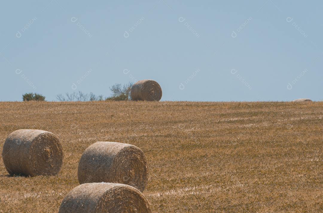Bela vista panorâmica de fardos de feno em um campo de fazenda uruguai. Céu limpo.