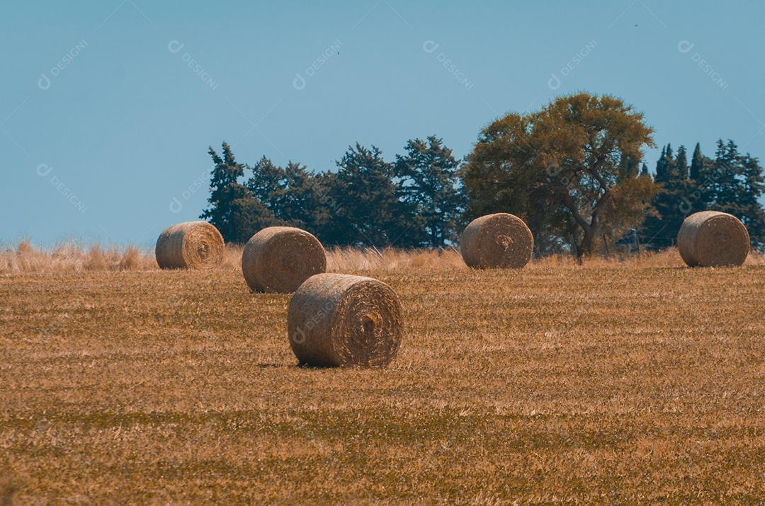 Bela vista panorâmica de fardos de feno em um campo de fazenda uruguai. Céu limpo.
